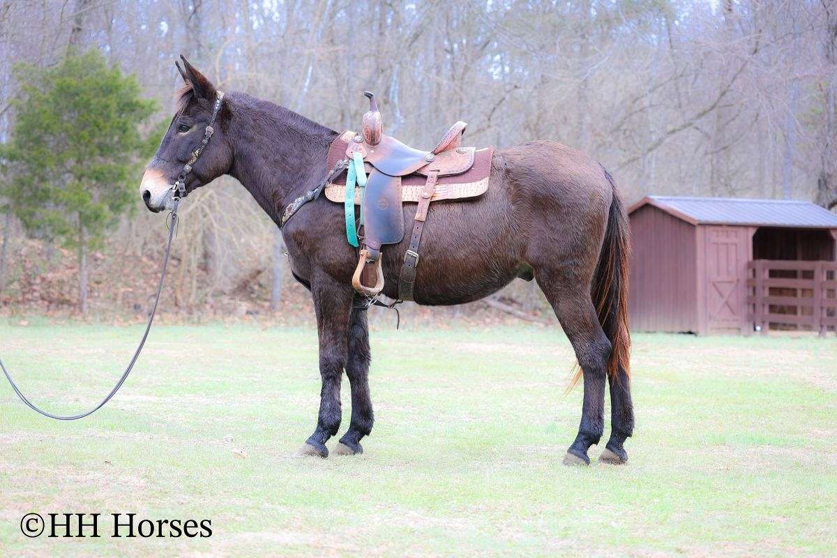 Gentle Quarter Horse John Mule, Trail Rides, Nice Mover