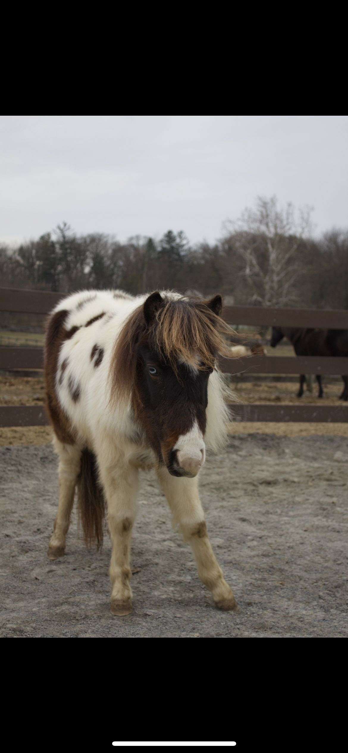 Mini Filly Adorable Kids Pony