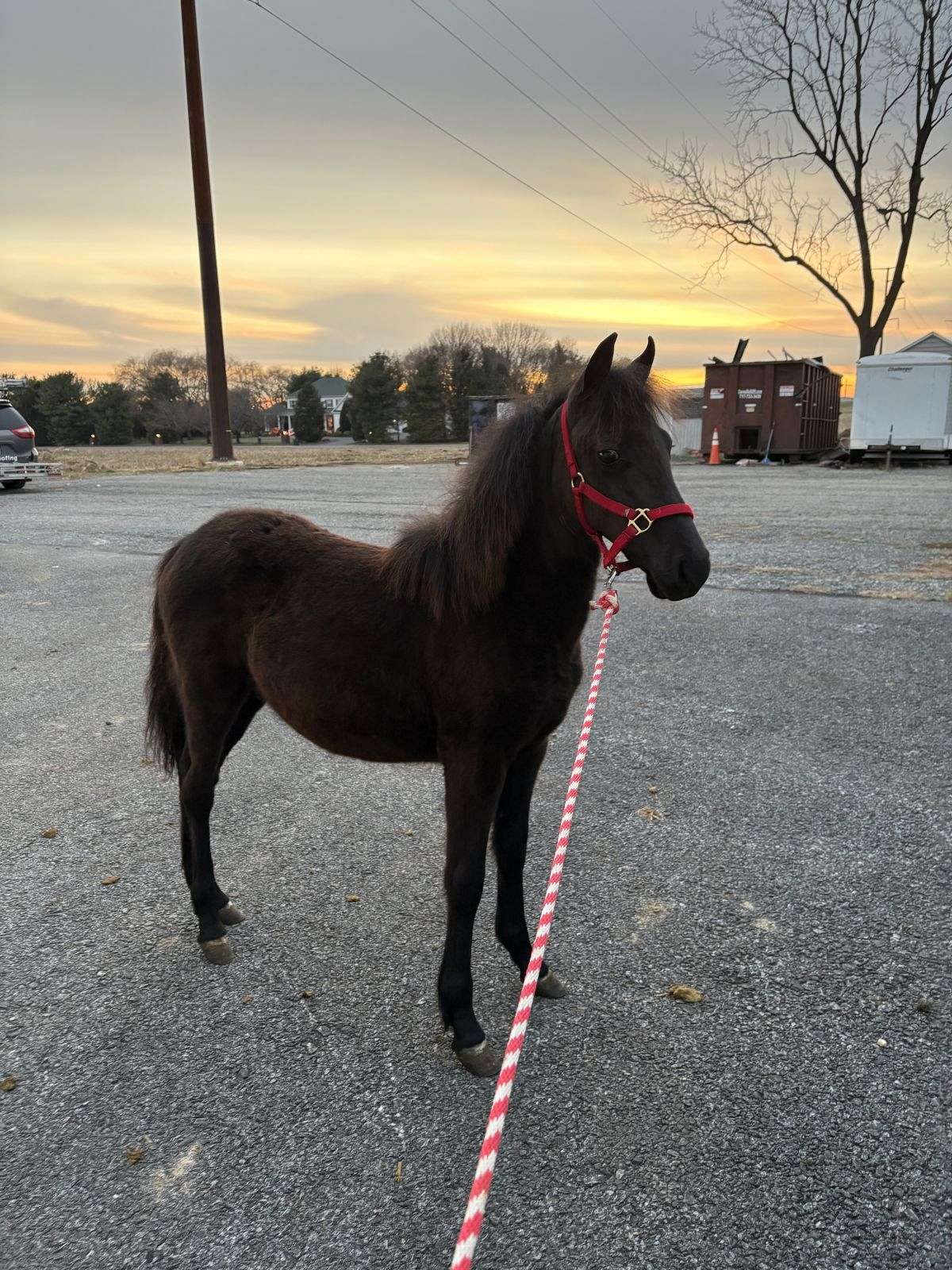 Filly