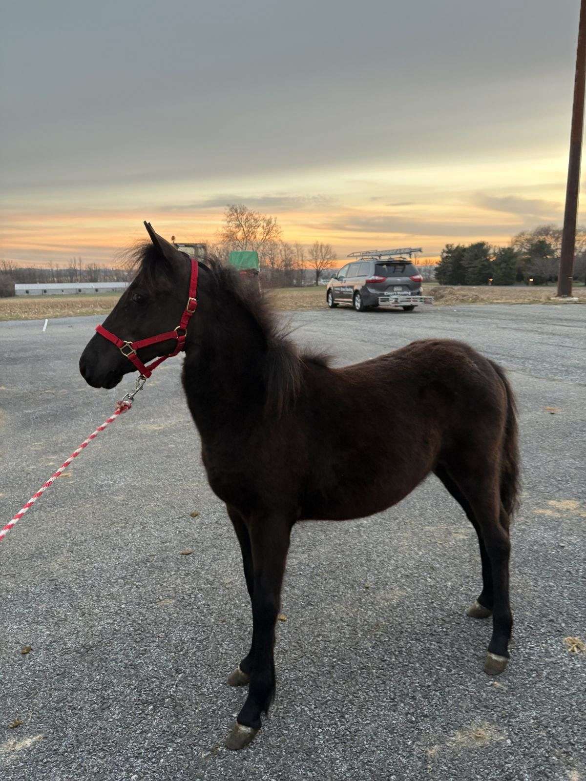 Filly
