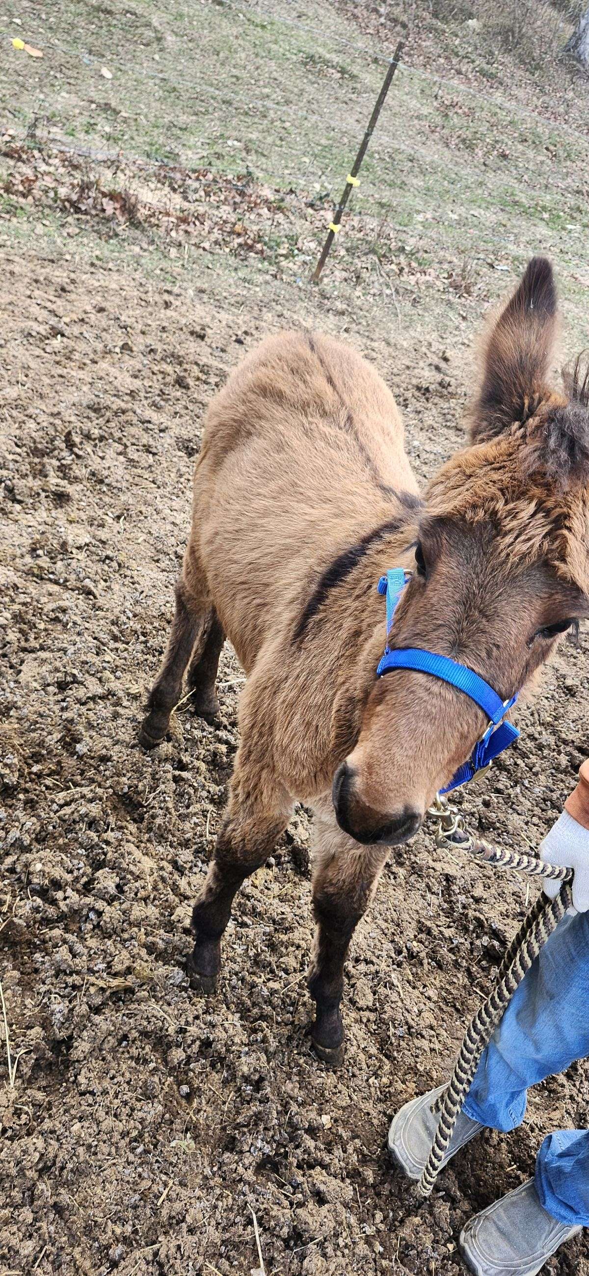 5 Month Old John Dunn Mule