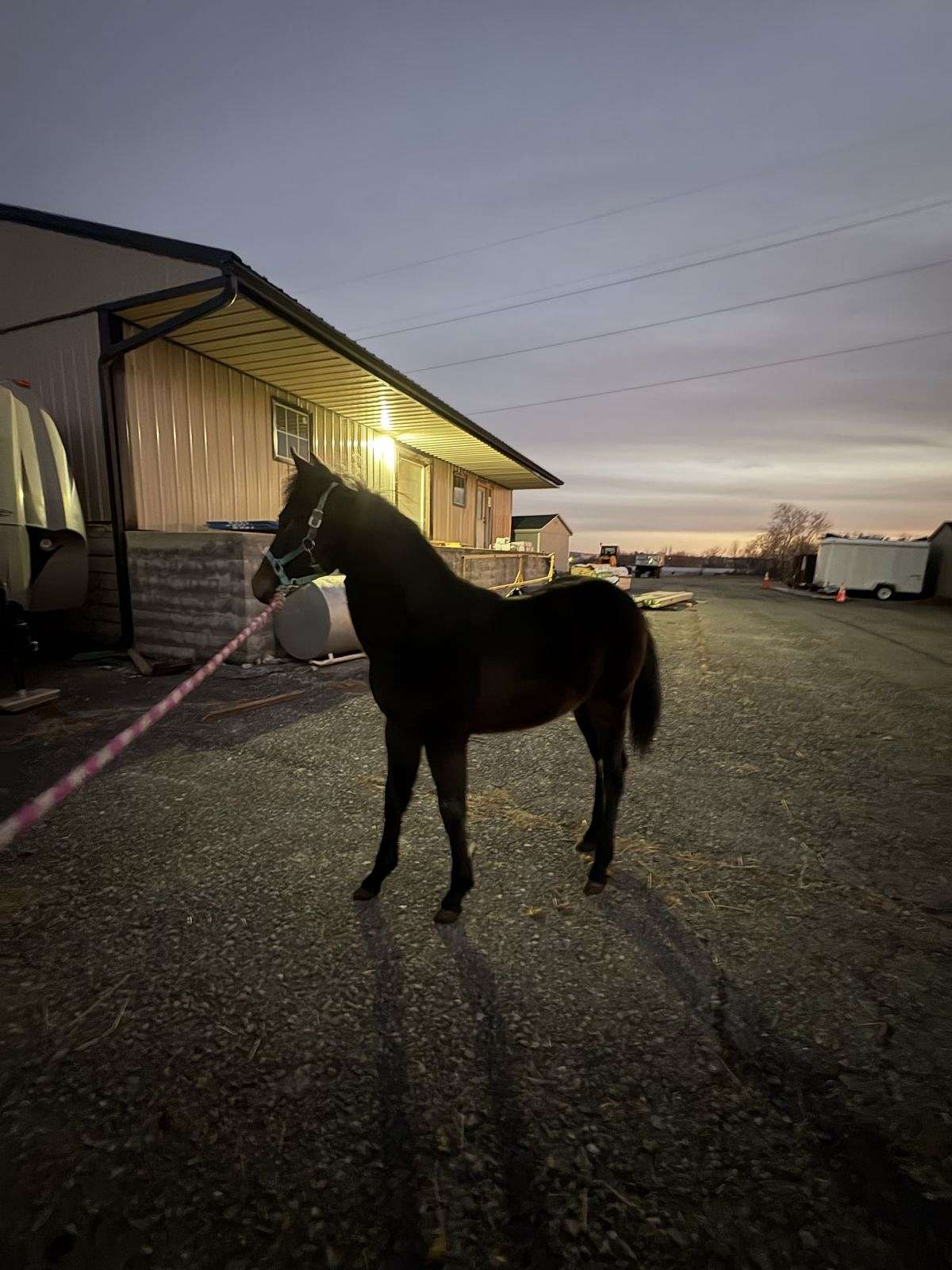 Pony Filly