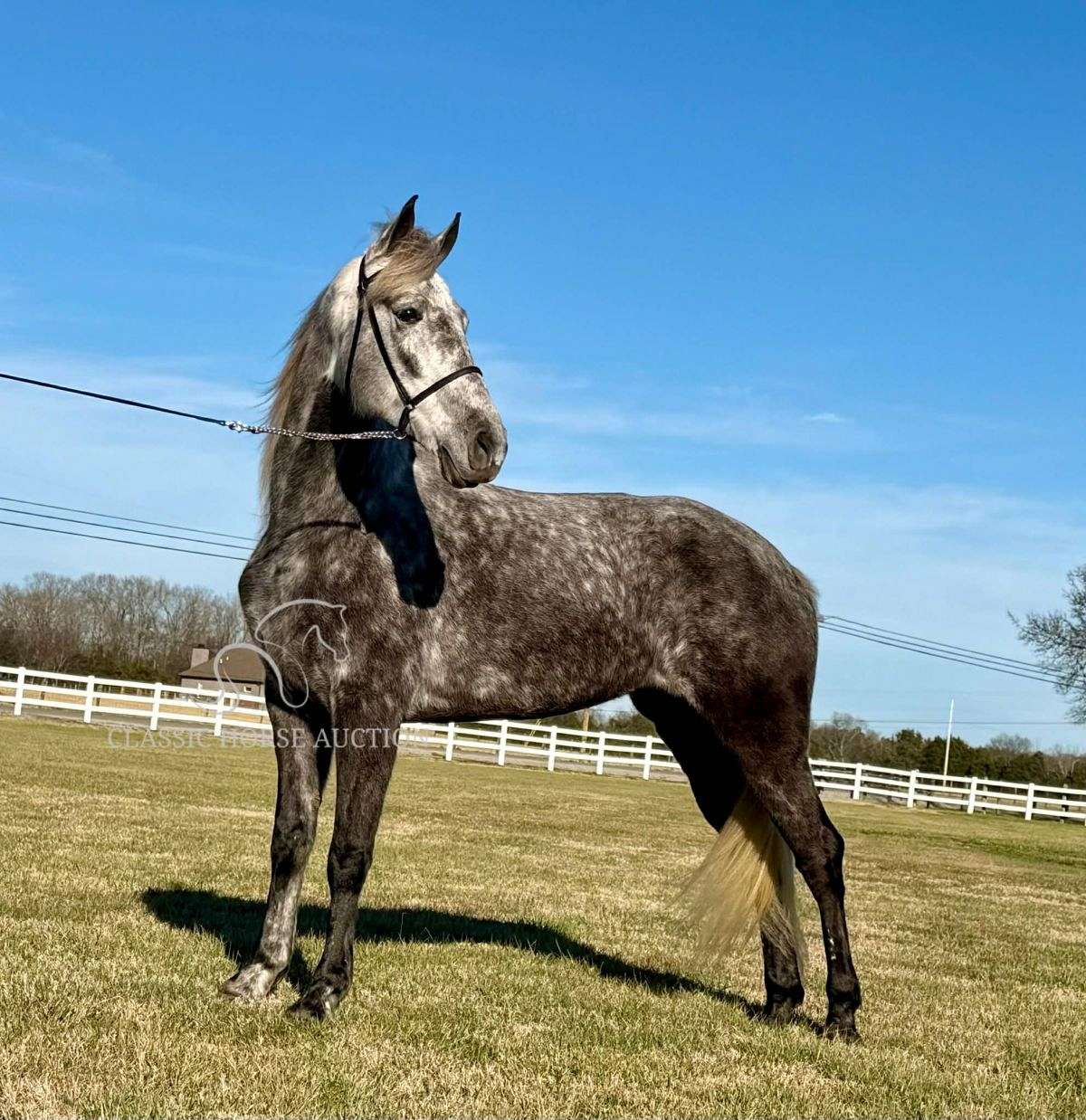 Dappled Grey Tennessee Walking Horse Mare