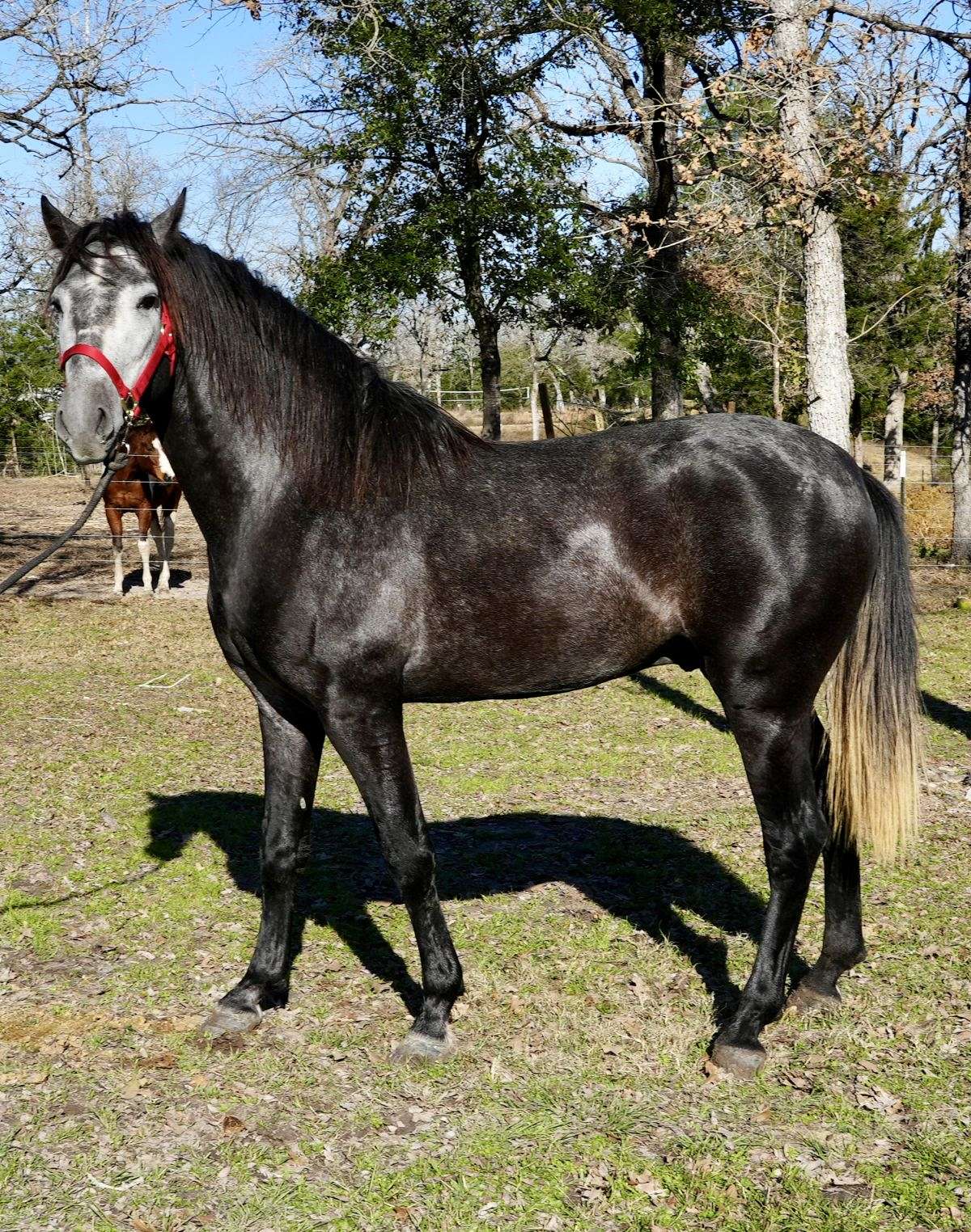 Stunning Spanish Stallion