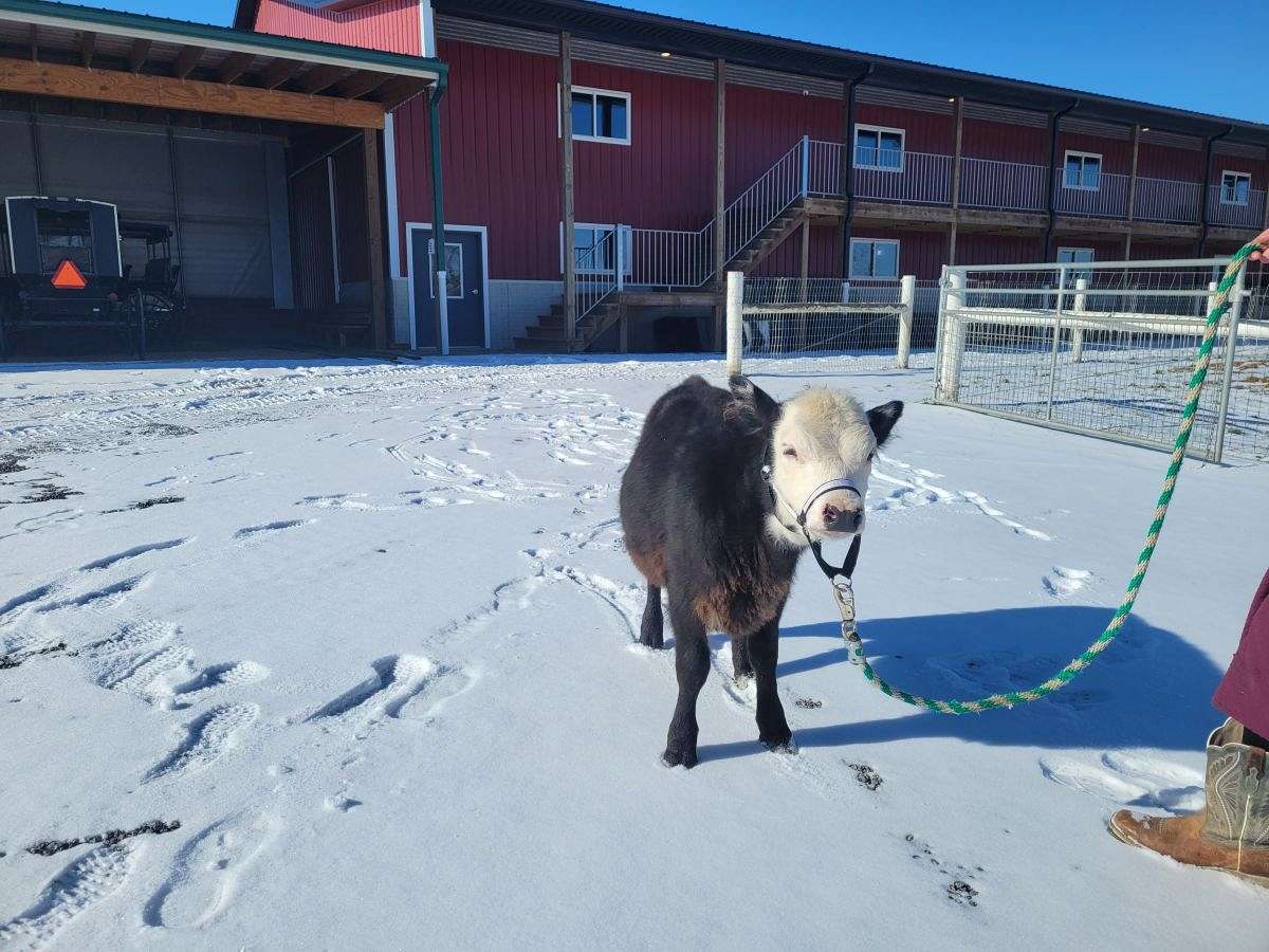 Mini Filly Cute As a Button