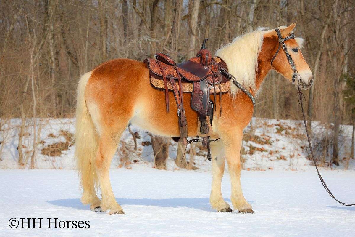 Really Nice Haflinger Gelding, Rides and Drives, Gentle, Versatile and Fun