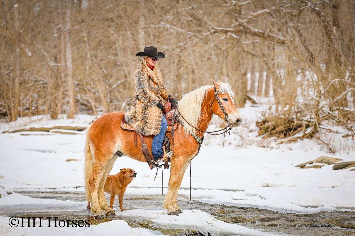 Really Nice Haflinger Gelding, Rides and Drives, Gentle, Versatile and Fun