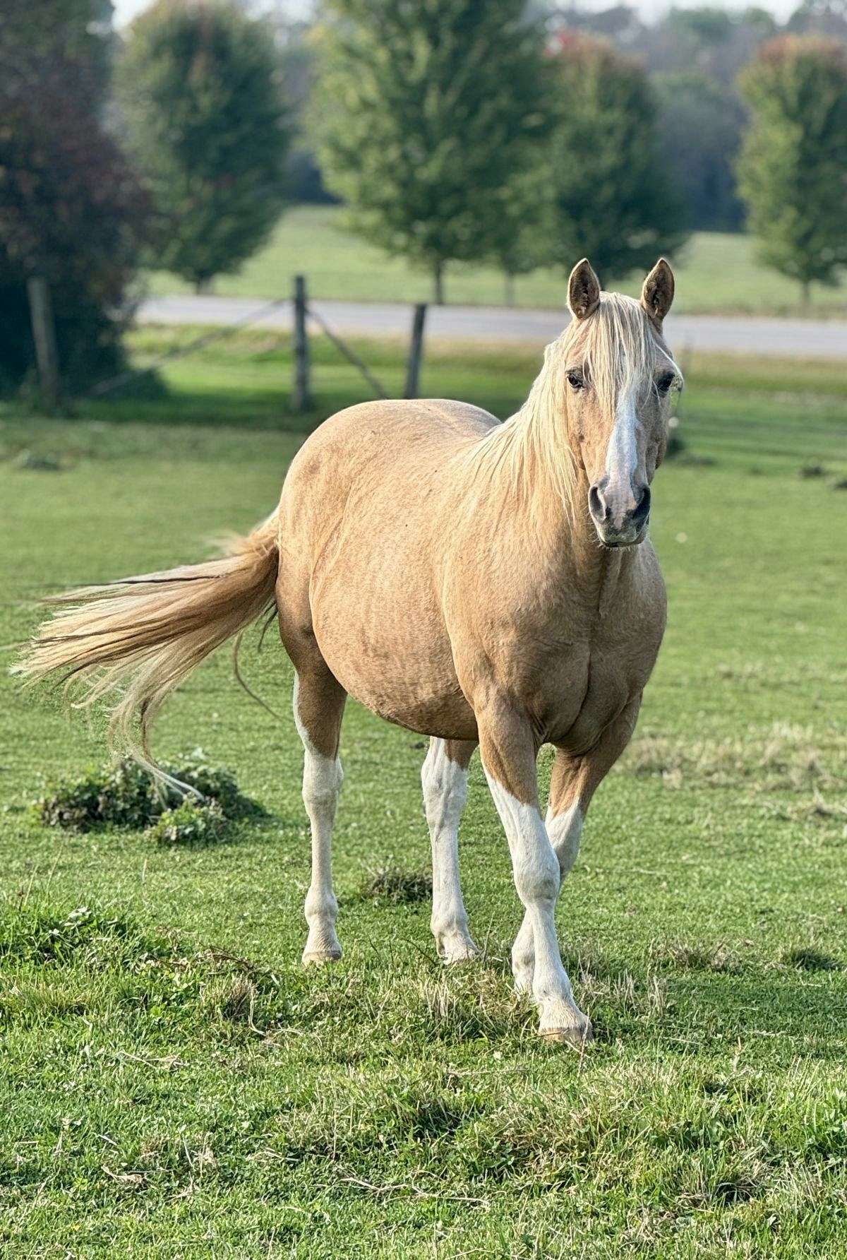 Trail Riding, English, Western, Direct and Neck Rein, Side Pass, Walk, Trot