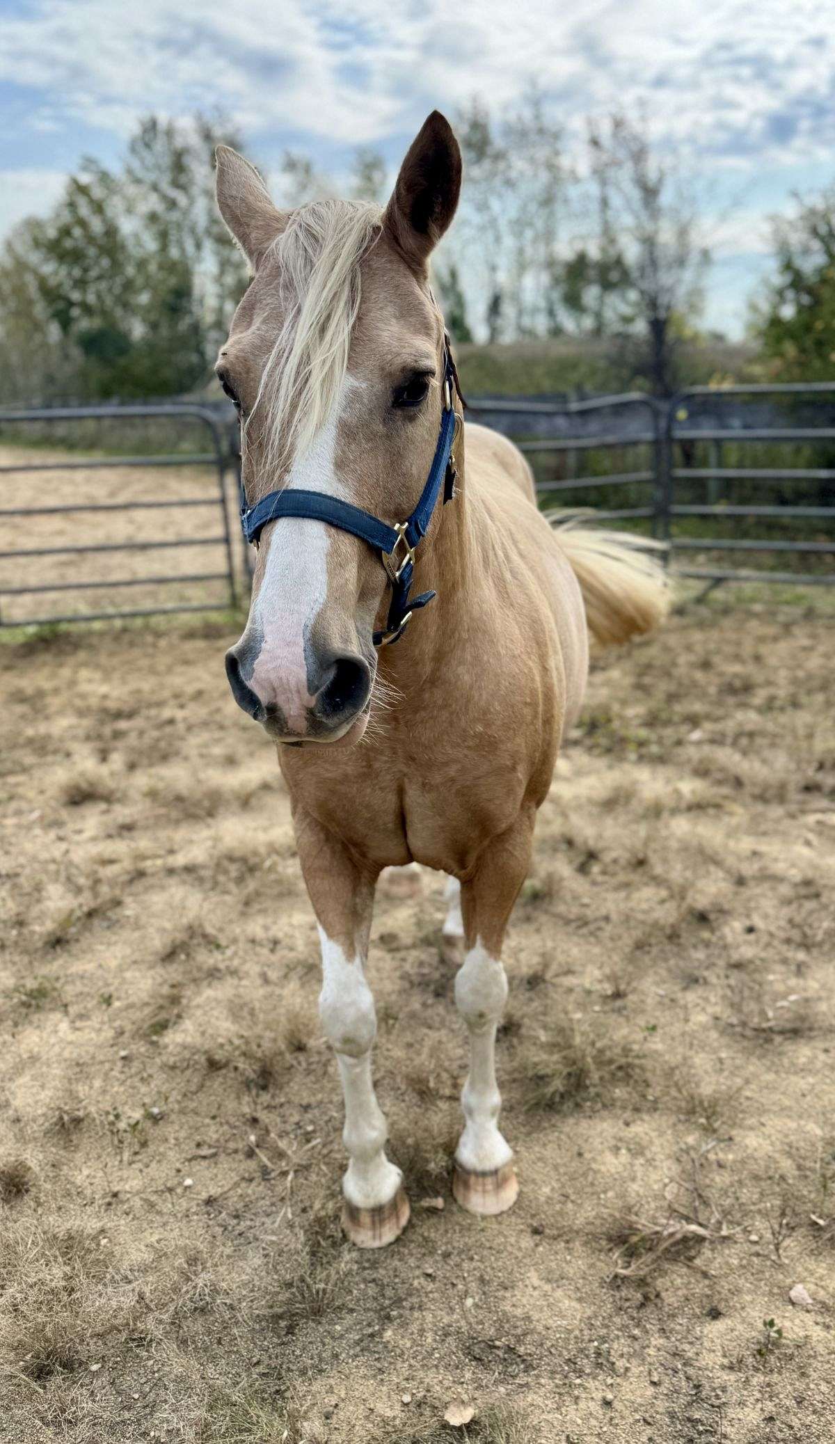 Trail Riding, English, Western, Direct and Neck Rein, Side Pass, Walk, Trot