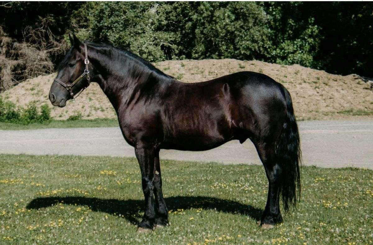 Trail Ride Felix, Kid Safe, Husband Safe, Road & Traffic Safe, Goes English