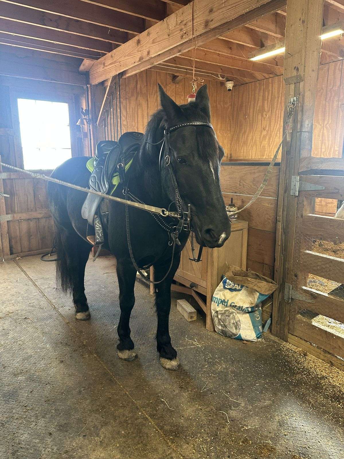 Trail Ride Felix, Kid Safe, Husband Safe, Road & Traffic Safe, Goes English