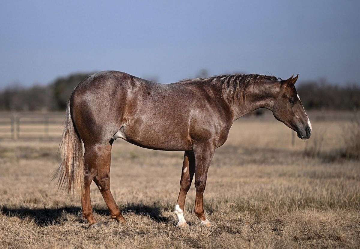 Joker - a Phenomenal Prospect 2 Yr Old Red Roan AQHA Stallion!