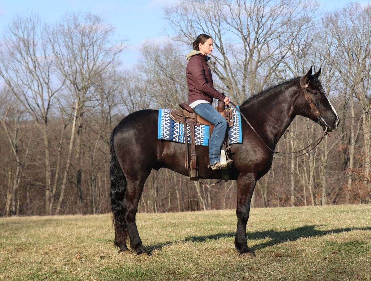 Gentle Riding Gentle Draft Gelding for Riding, Driving, Trails and Dressage