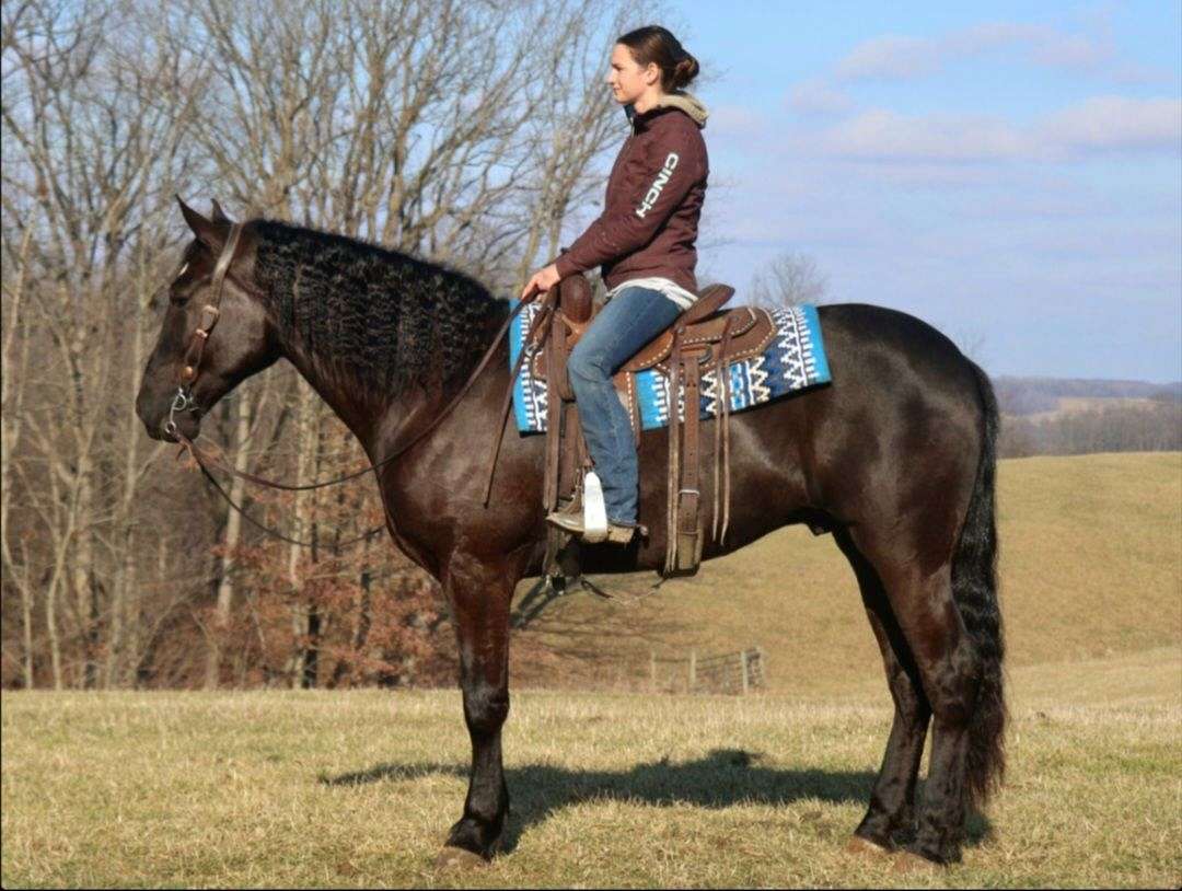 Gentle Riding Gentle Draft Gelding for Riding, Driving, Trails and Dressage