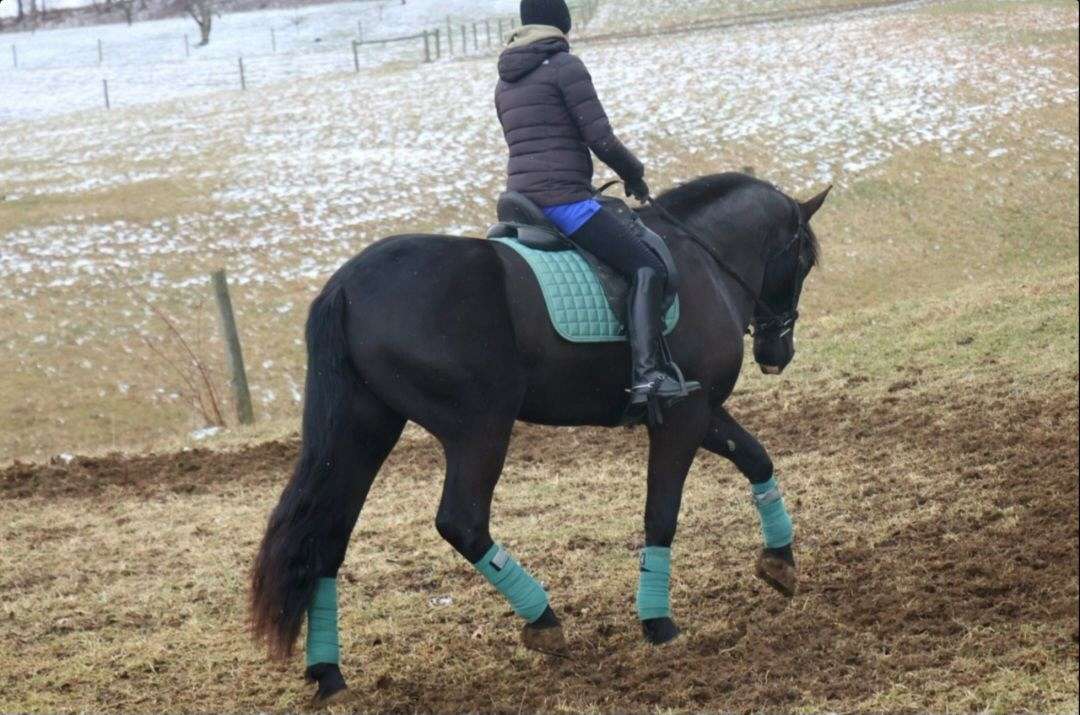 Gentle Riding Gentle Draft Gelding for Riding, Driving, Trails and Dressage