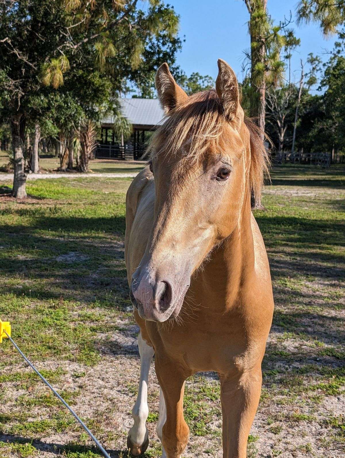 Thrillers Champagne Archer Hs (Barley) Champagne Tobiano Racking Horse