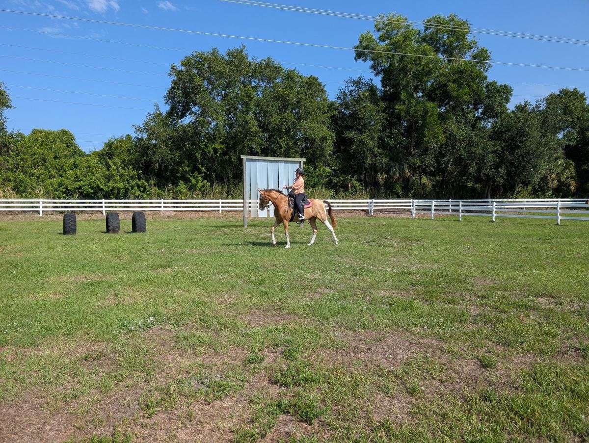 Thrillers Champagne Archer Hs (Barley) Champagne Tobiano Racking Horse