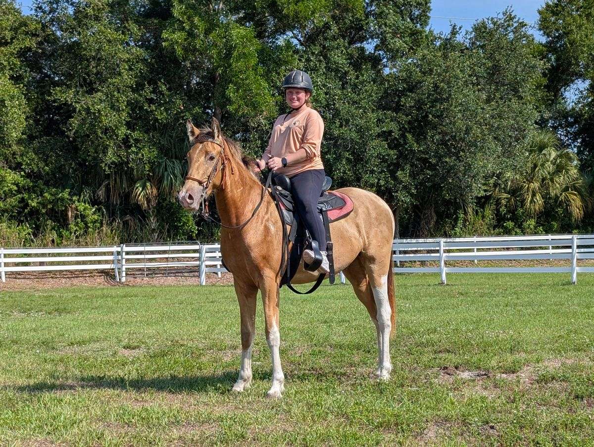 Thrillers Champagne Archer Hs (Barley) Champagne Tobiano Racking Horse