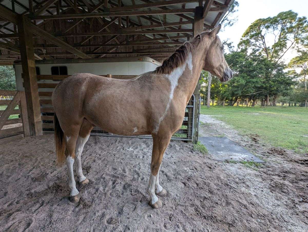 Thrillers Champagne Archer Hs (Barley) Champagne Tobiano Racking Horse
