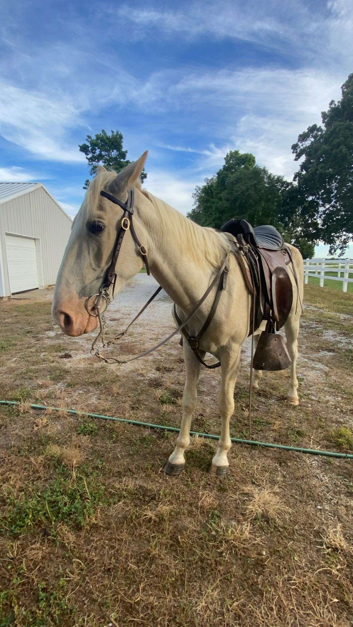 Chrome - TWHBEA - 5yr Old - 15.2hh - Field Trial/Trail Horse