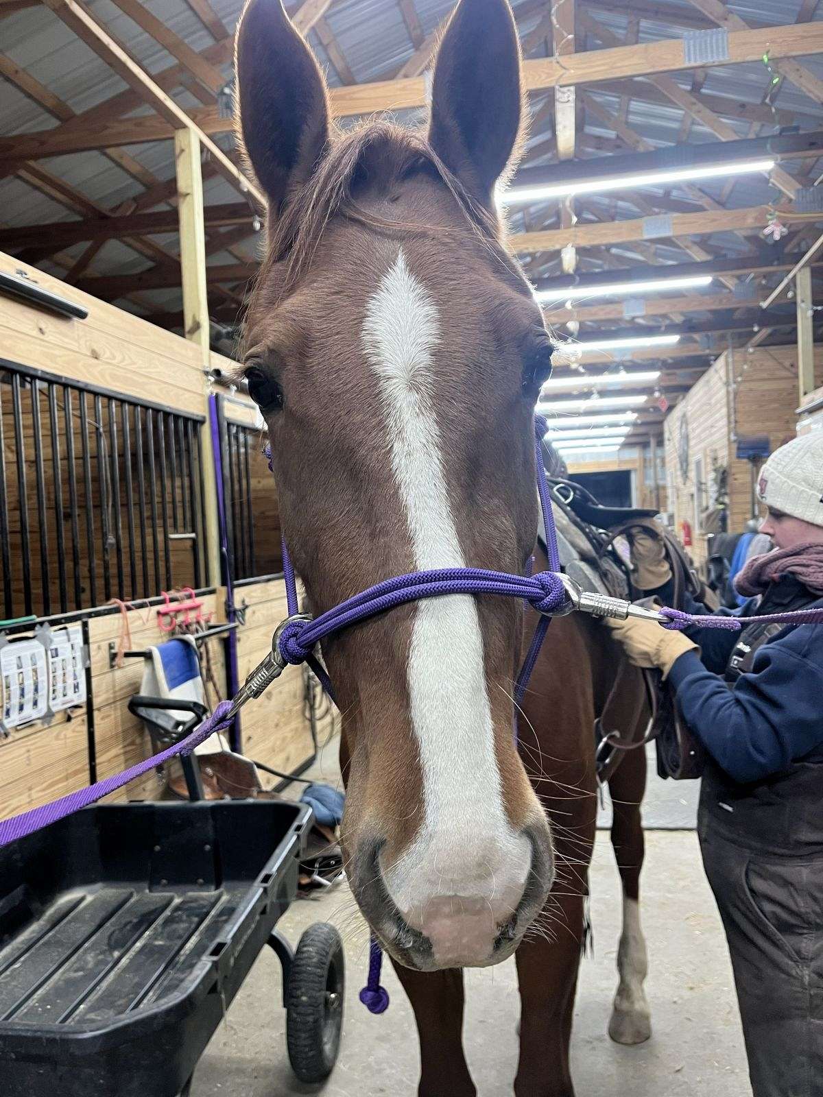 Muffin - Dutch Harness × Friesian Mare, 4 Years Old