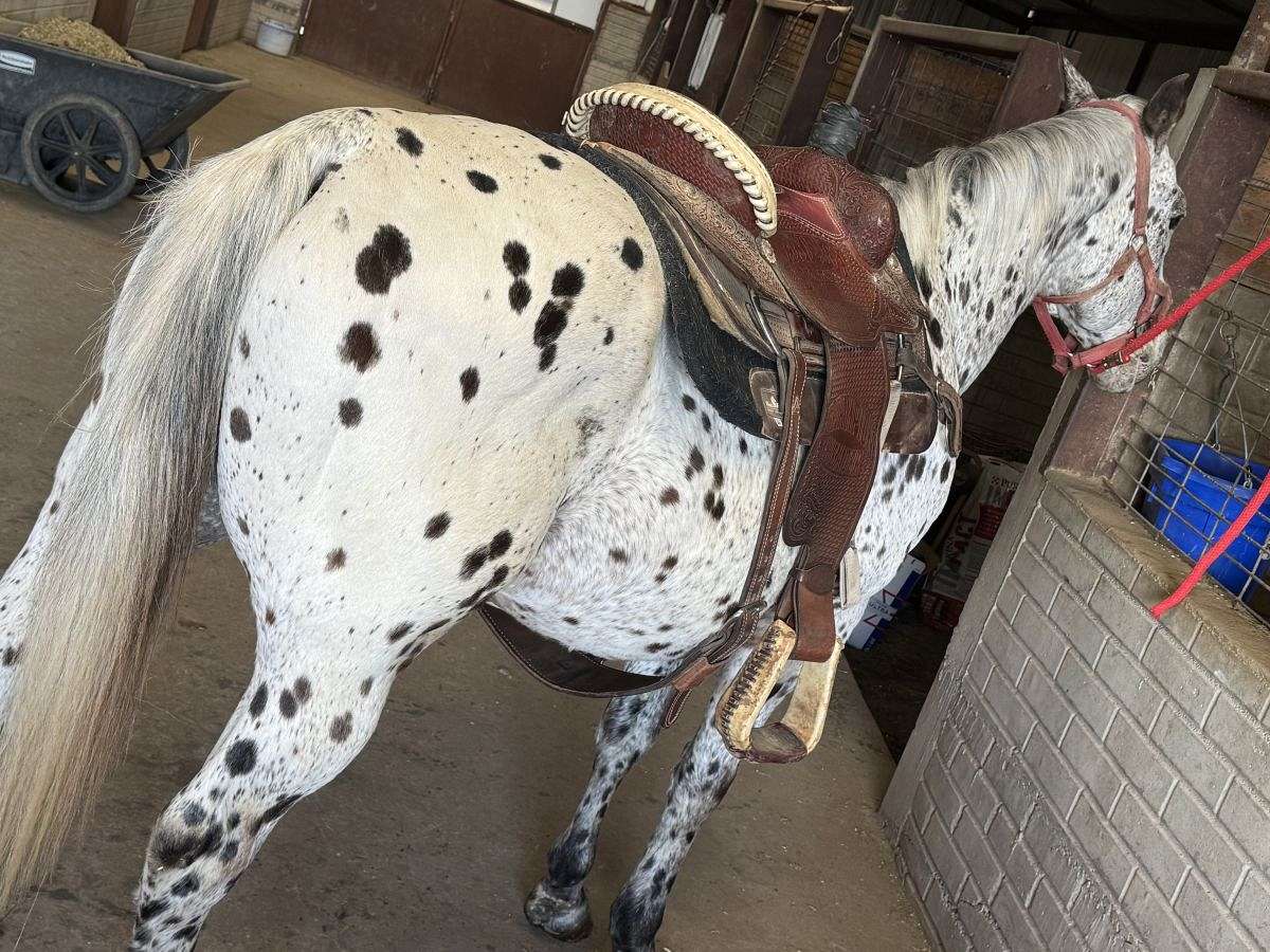 9 Yr Old Leopard Appaloosa Stallion