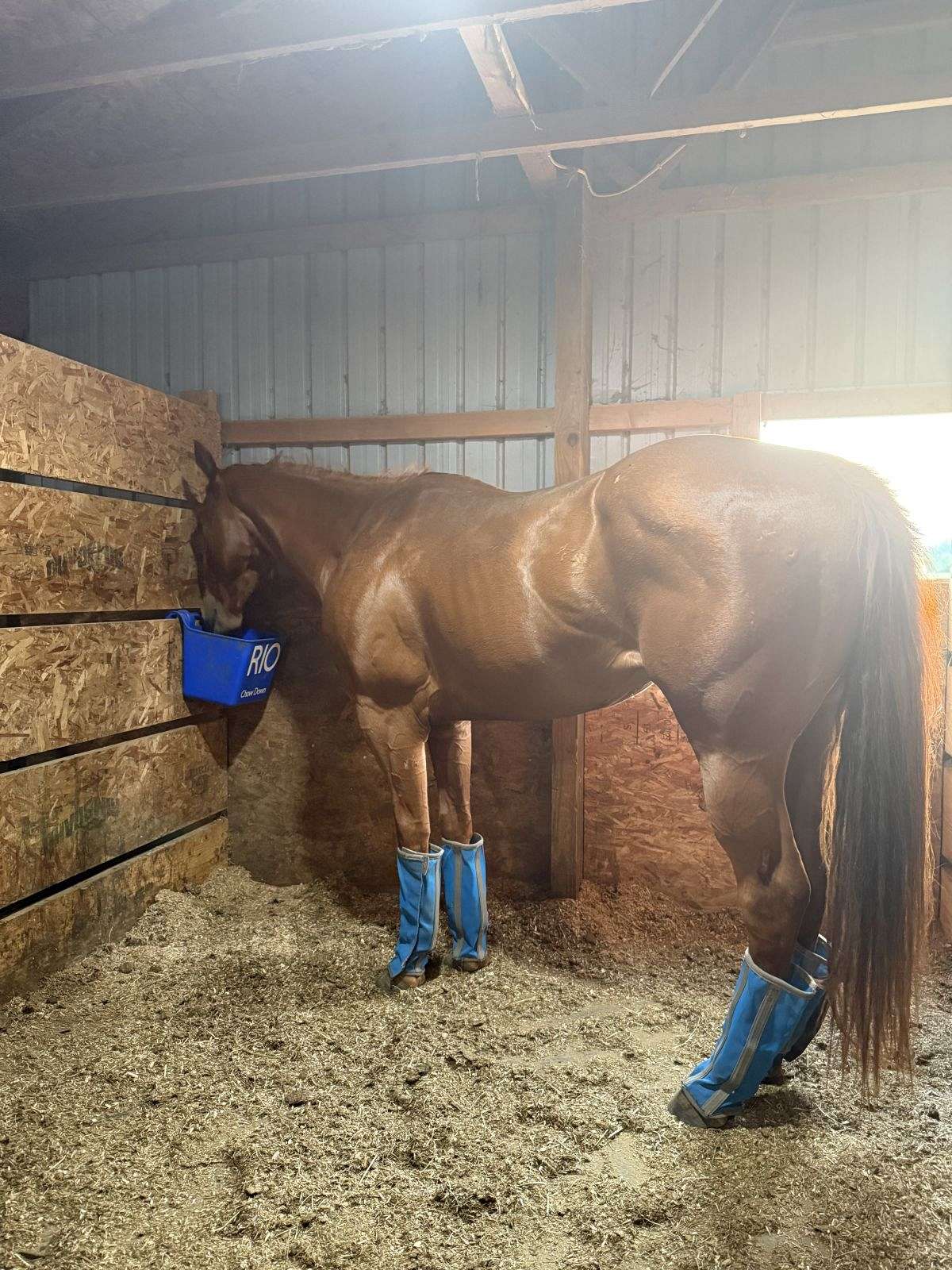 6 Year Old Project Horse