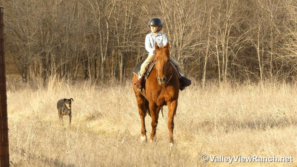 A Boy Named Suen “Johnny” - 15.0h, 2015, Sorrel AQHA Gelding