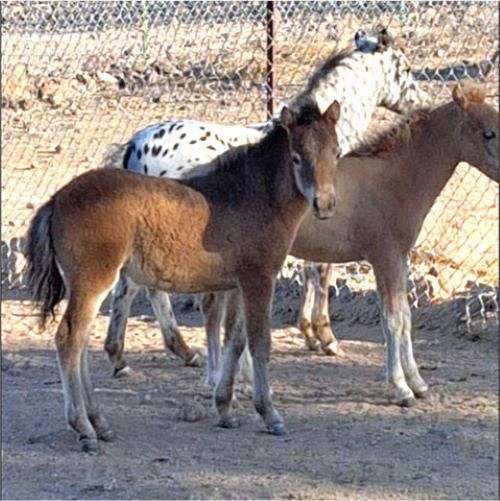Solid Bay Filly a/R Appy Pedigree