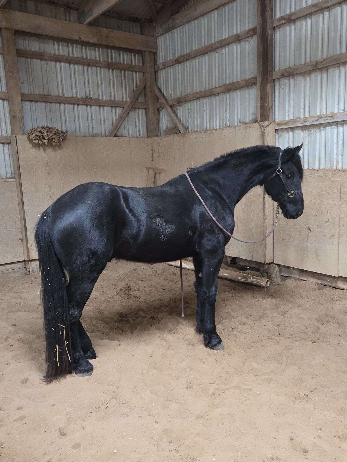 3/4 Friesian Gelding 4 Yr Old Well Started Under Saddle