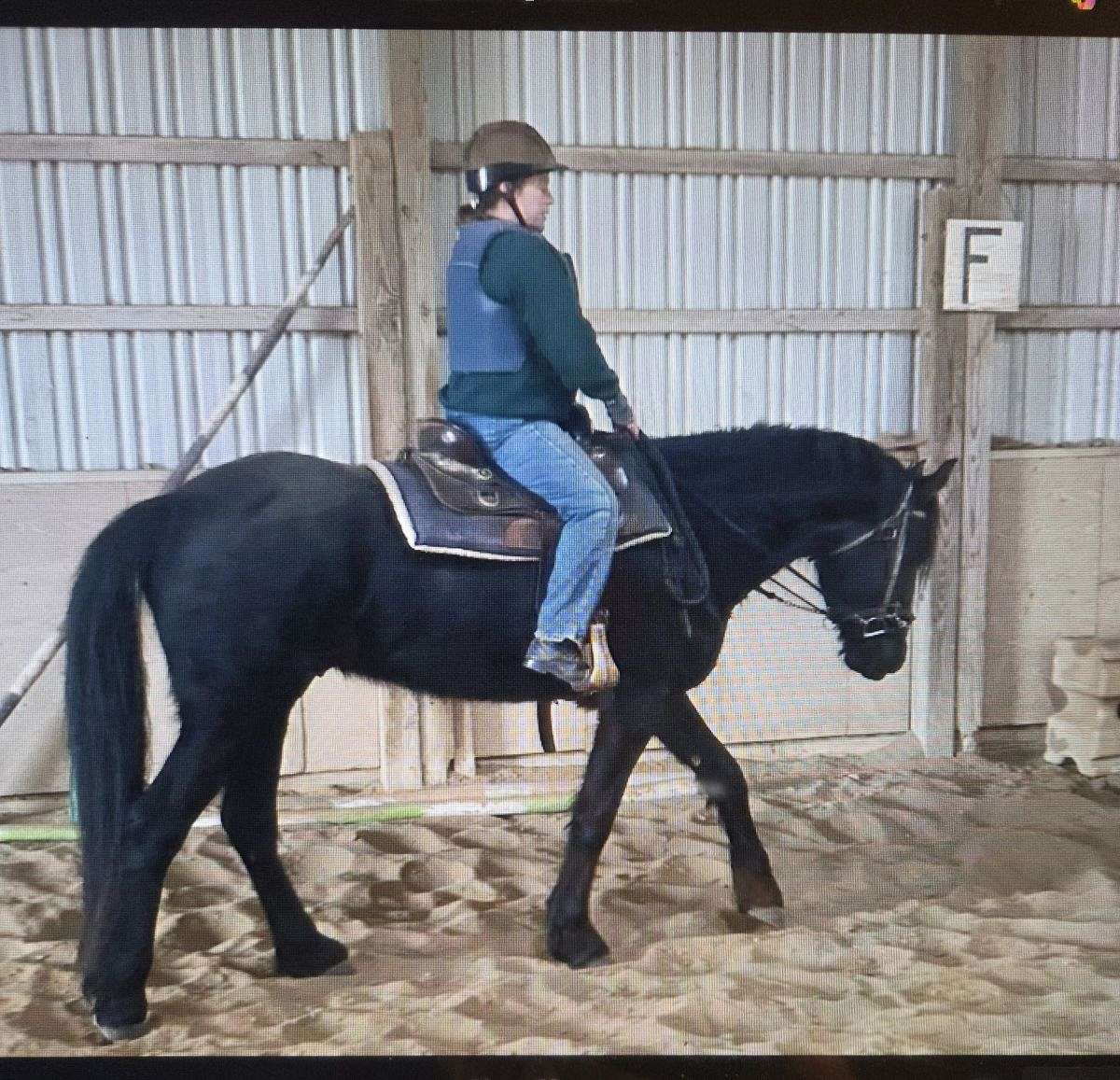 3/4 Friesian Gelding 4 Yr Old Well Started Under Saddle