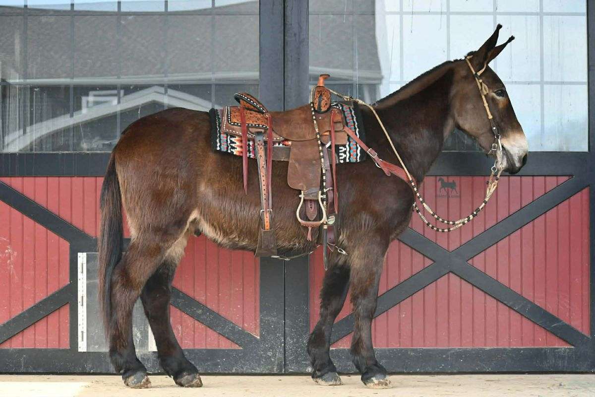 Dependable and Hardy Broke to Ride and Drive 13 Yr Old Black John Mule!