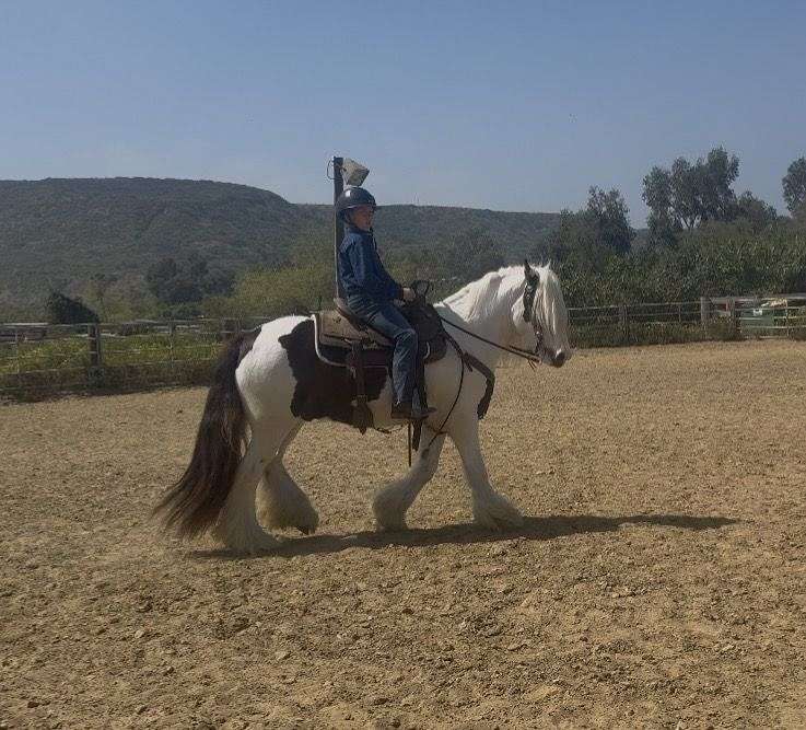 Figura Di Cavallo Gypsy Vanner Stallion - Statuetta Realistica