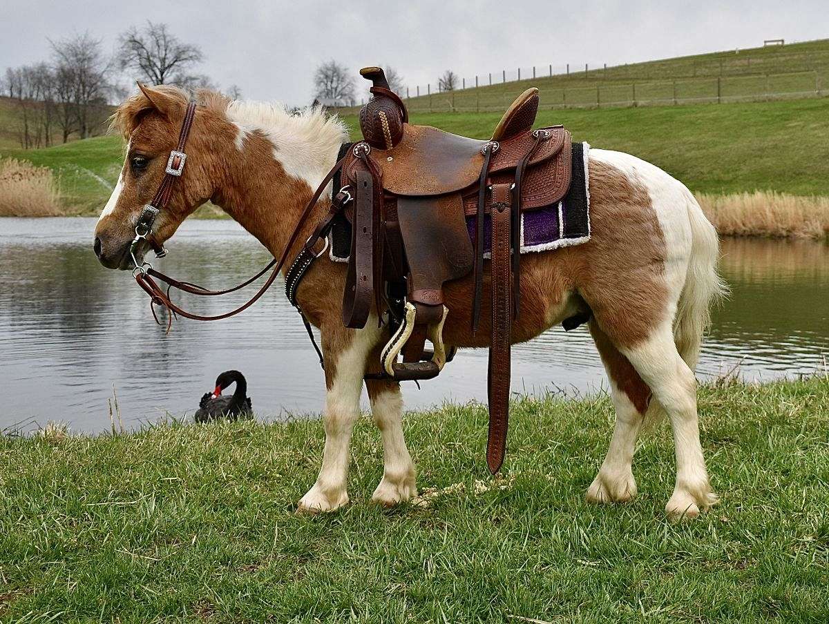 Mini Pony Rear 100% Kid-Safe Mini Pony to Ride & Drive