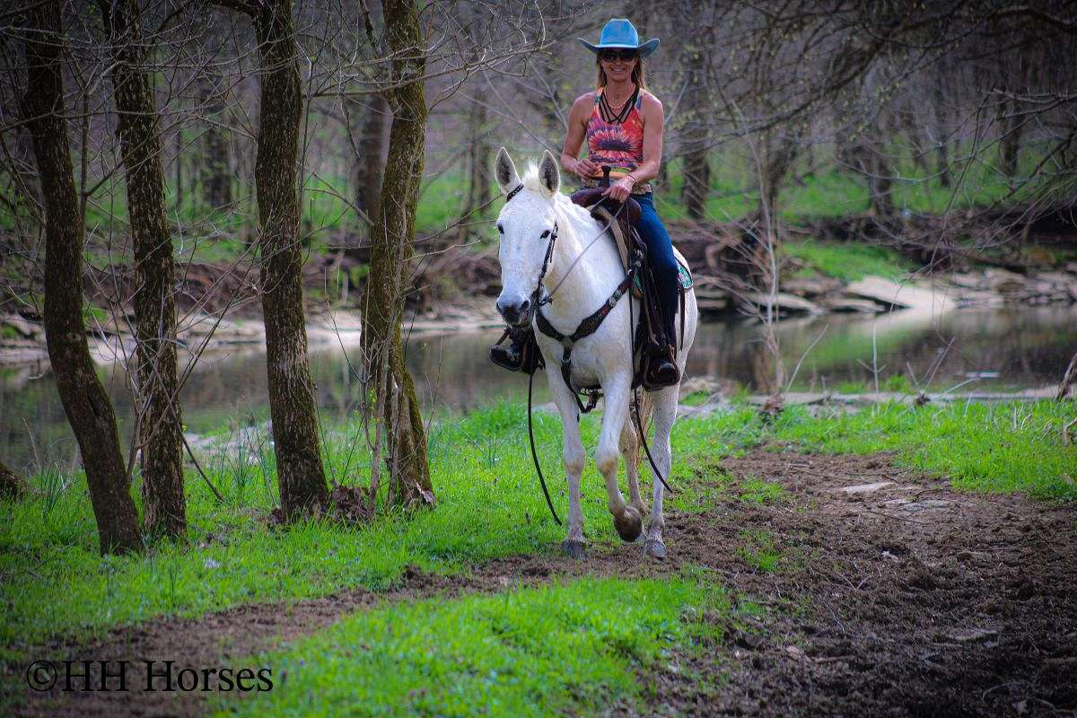 Gentle Gray Quarter Horse Molly Mule, Trail Rides, Quiet
