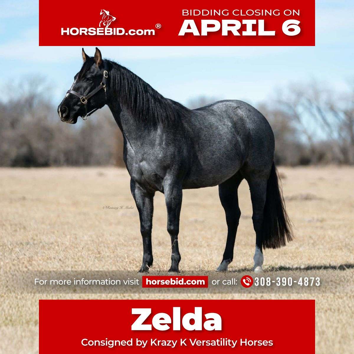 Zelda - Solid Ranch & Team Roping Horse 4 yo Blue Roan AQHA Mare!