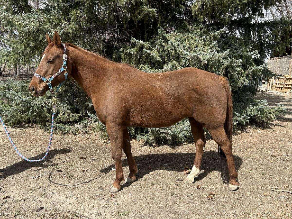 AQHA Brood Mare aqha-brood-mare