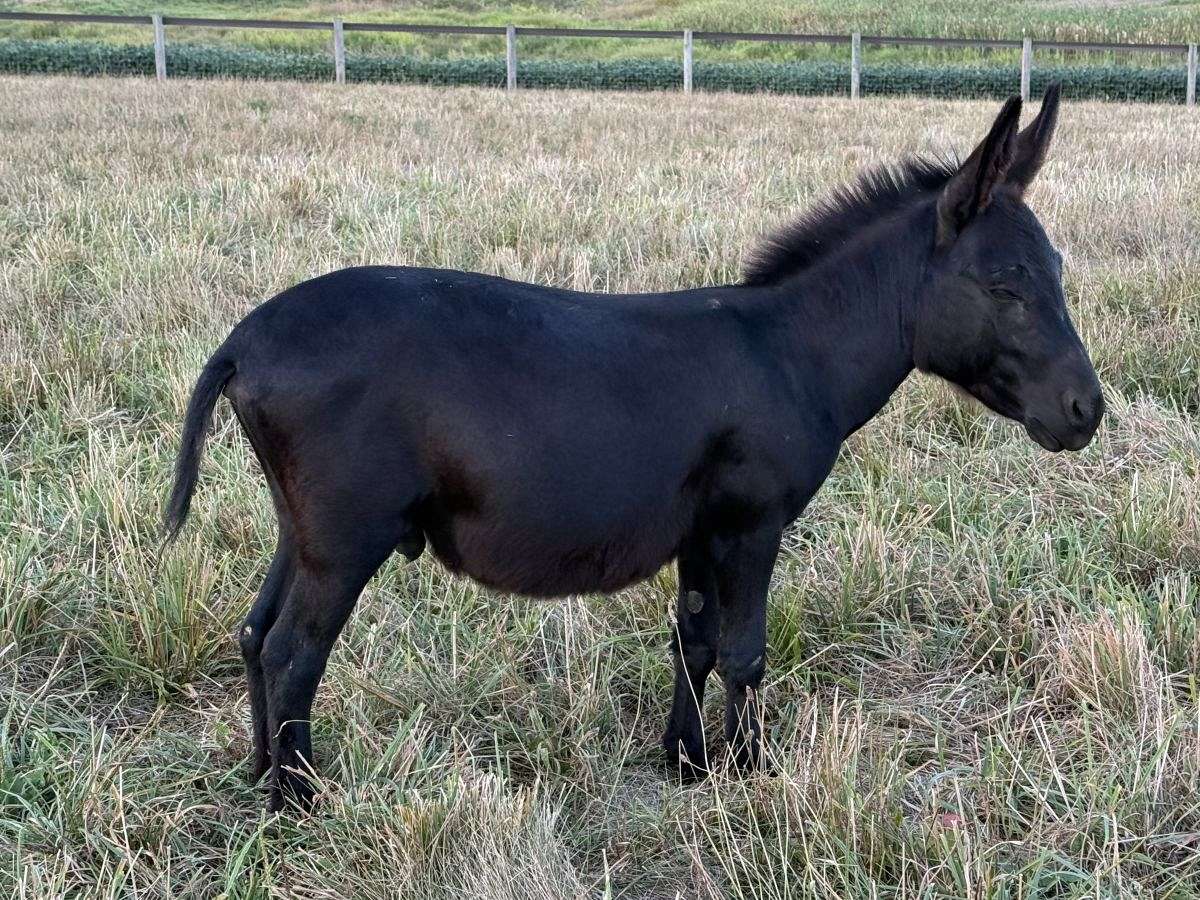 Cedar View Black Maxim