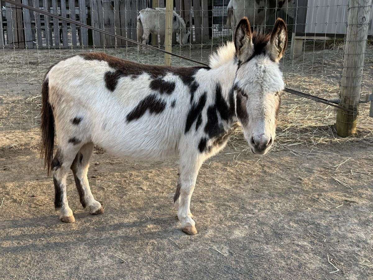 Oakwood Farm's Pandora