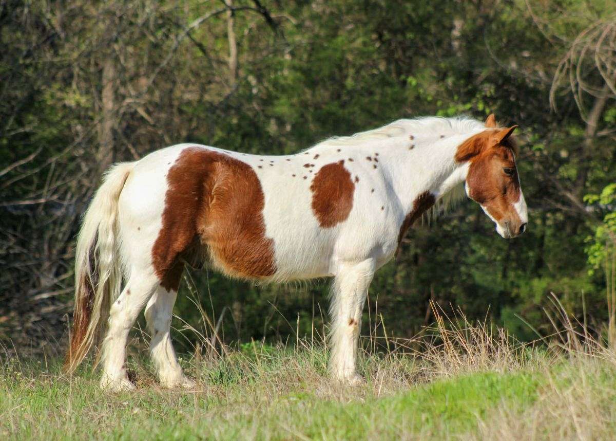 Adorable and Broke Kid's Ranch Pony Deluxe 8 Yr Old Paint Pony Gelding!