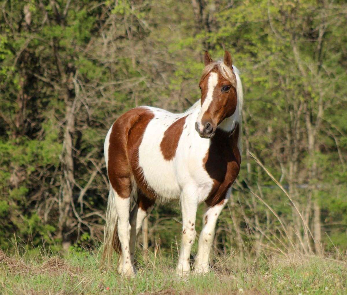 Adorable and Broke Kid's Ranch Pony Deluxe 8 Yr Old Paint Pony Gelding!