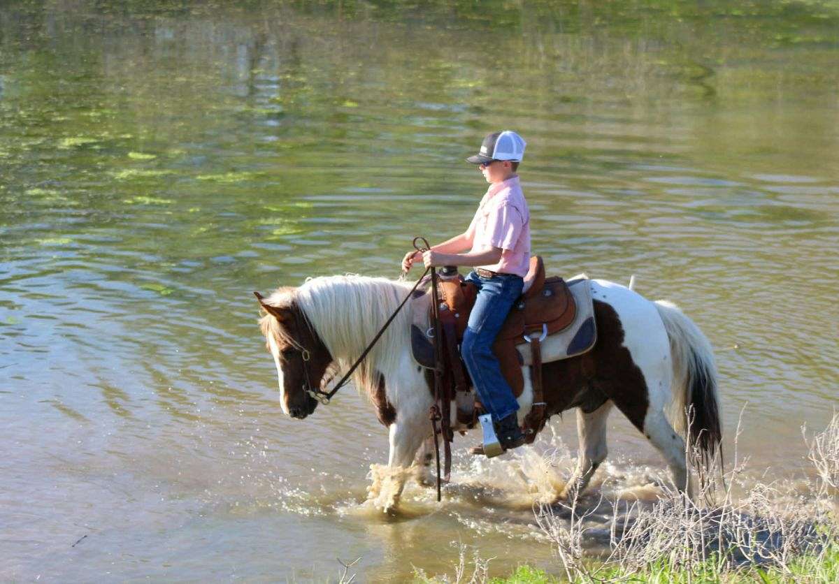 Adorable and Broke Kid's Ranch Pony Deluxe 8 Yr Old Paint Pony Gelding!