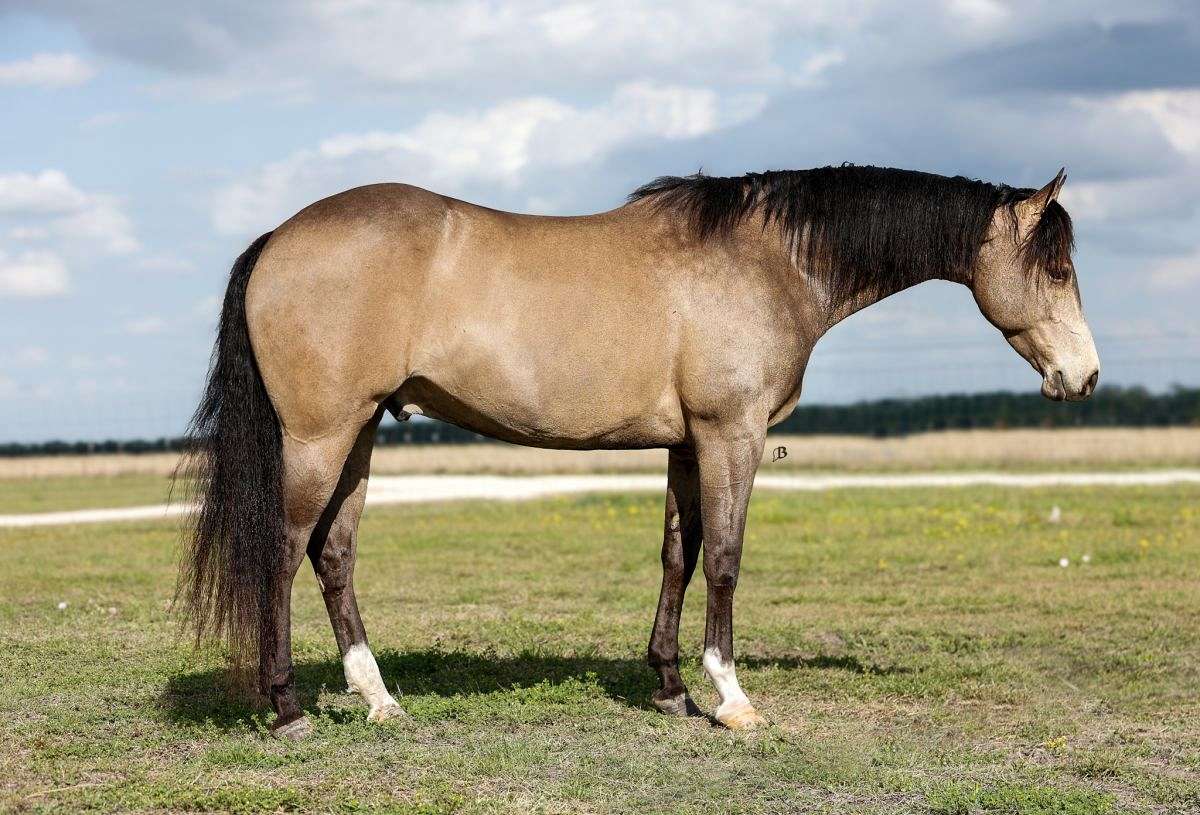 Beginner Friendly Ranch Riding Gelding