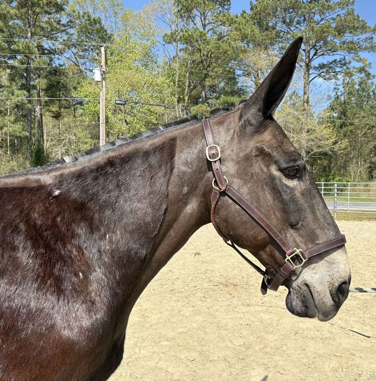 Gentle Black Mule