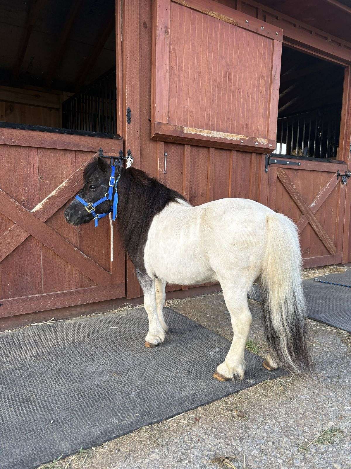 Mini Pony Rear Little Pony