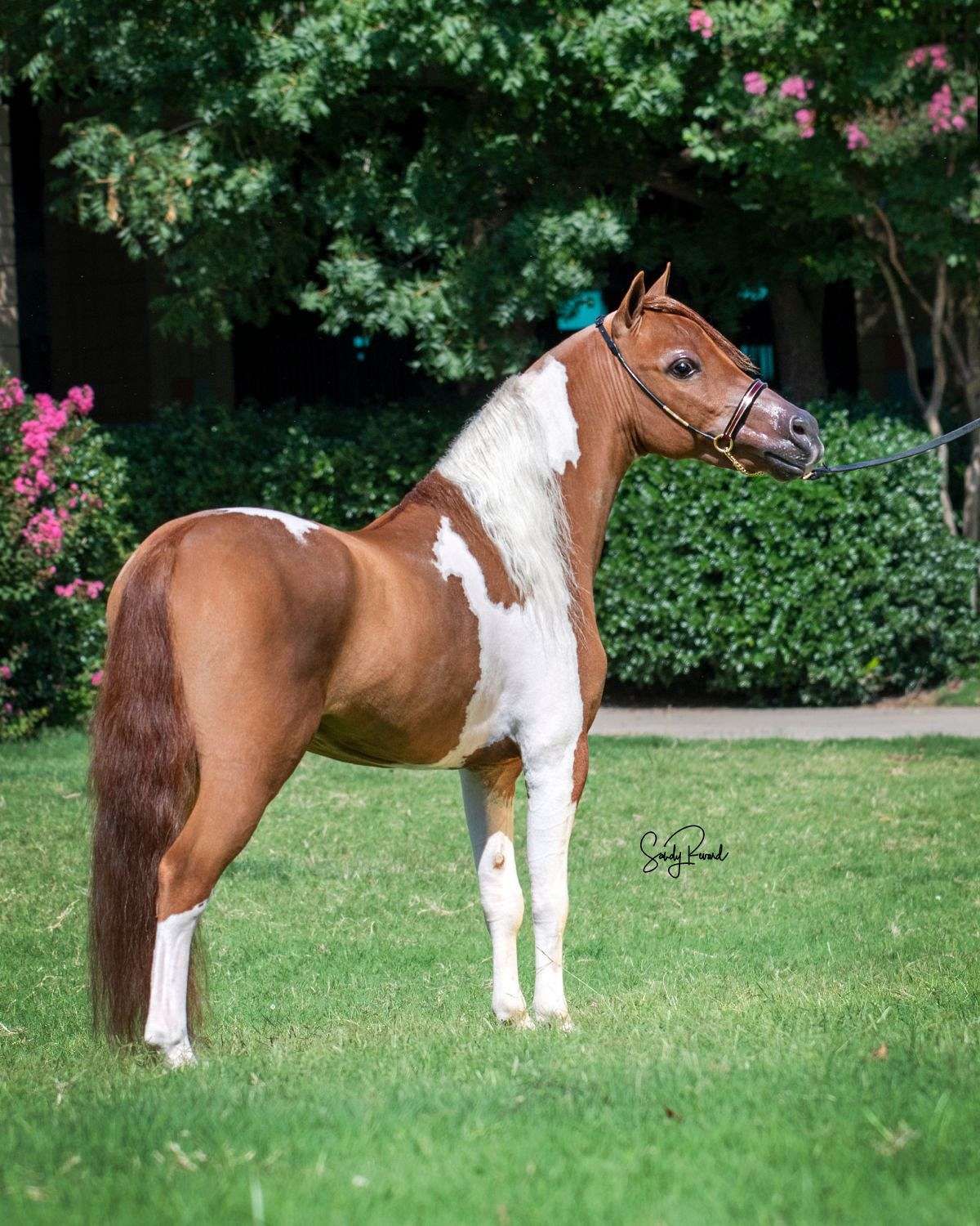 Beautiful Pinto Miniature Stallion