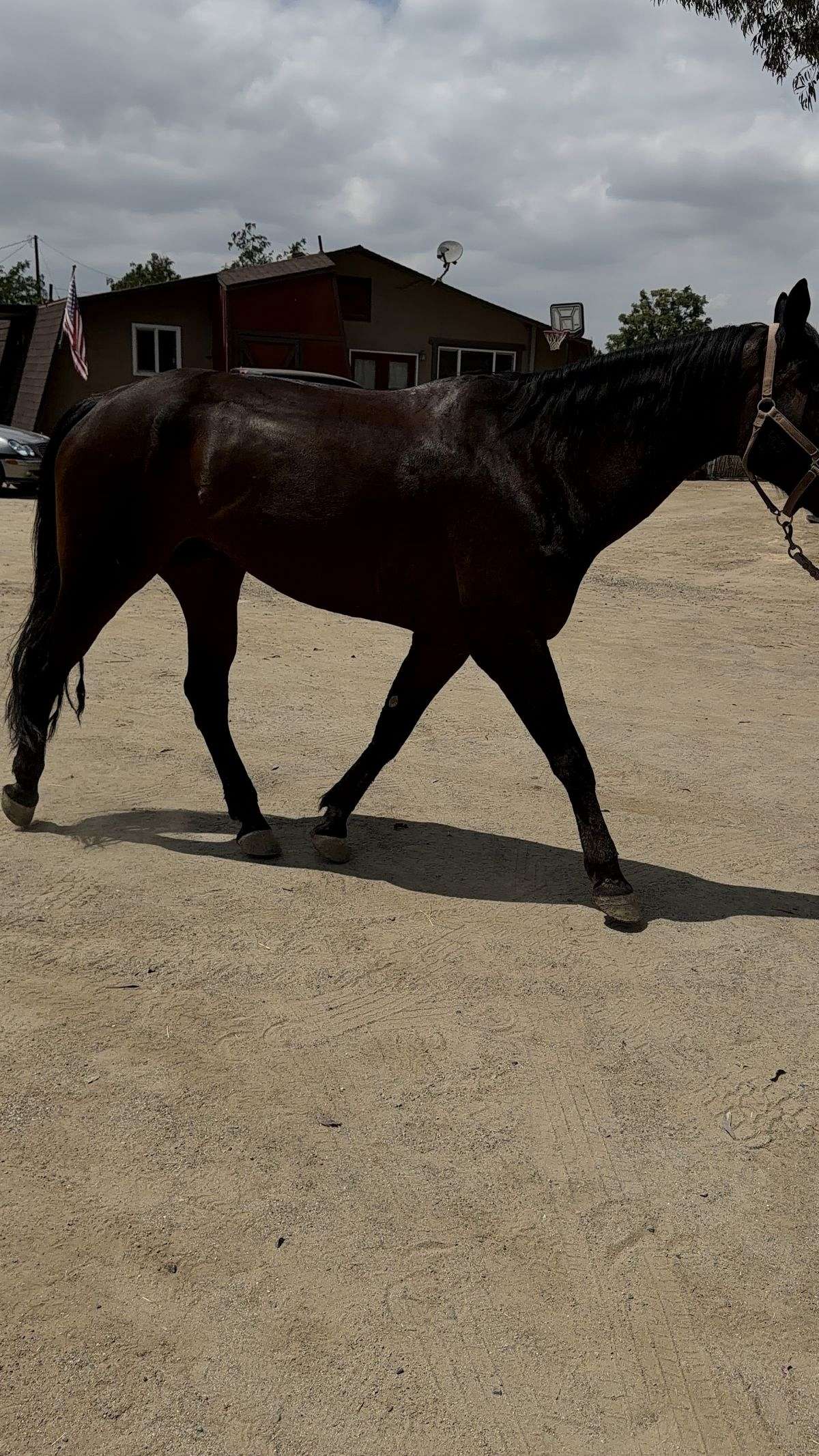 Cane- Grade Appendix-Negotiable