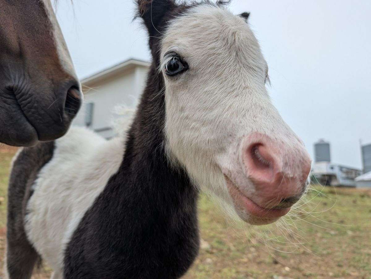 Mini Filly Registered Mini Filly
