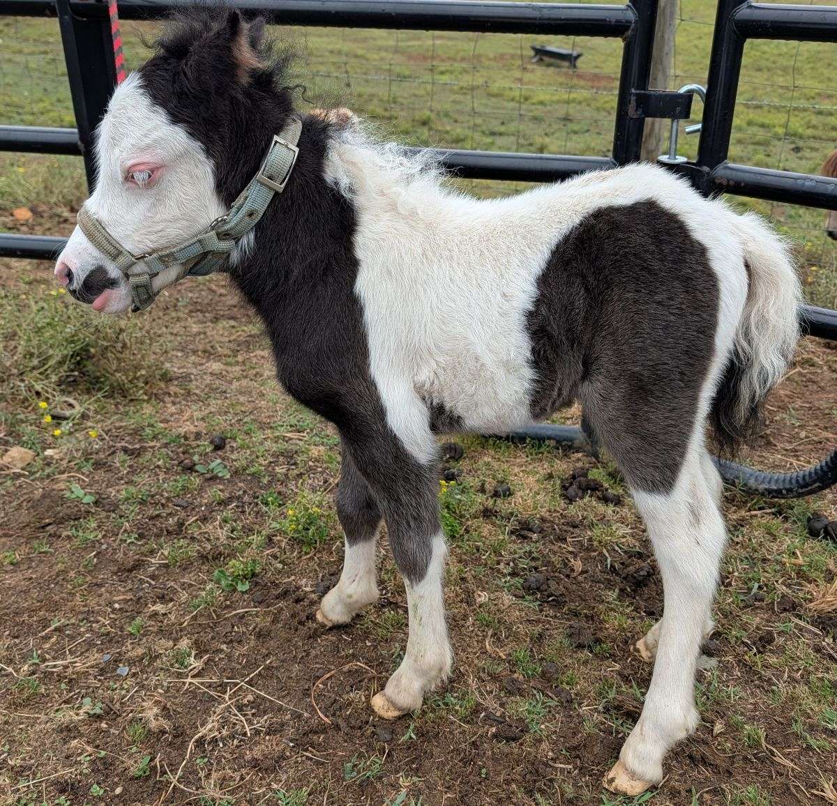 Mini Filly Registered Mini Filly