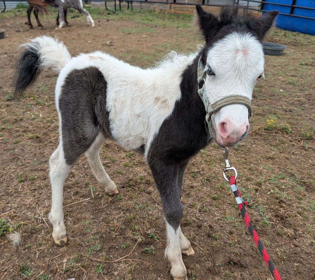 Mini Filly Registered Mini Filly